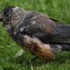 Image for article titled Scientists Warn Americans To Stay Away From That Bird